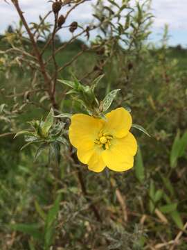 Imagem de Ludwigia sericea (Cambess.) Hara