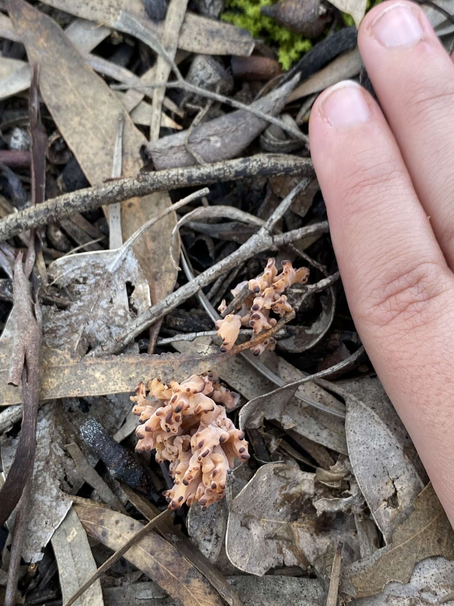 Image of Clavaria versatilis (Quél.) Sacc. & Trotter 1912