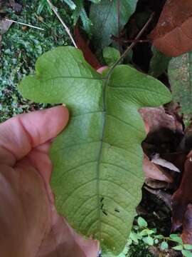 Image of Stegnogramma wilfordii (Hook.) Seriz.