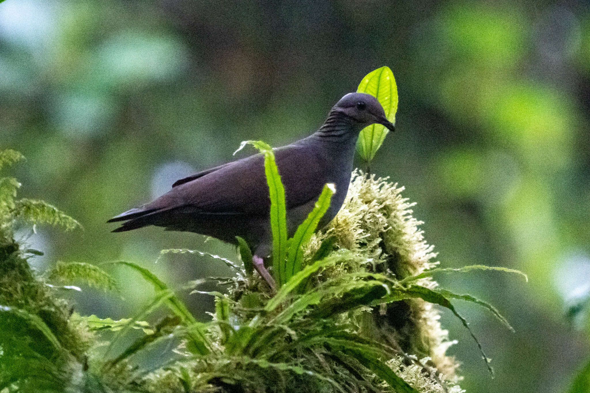 Image of White-throated Quail-Dove