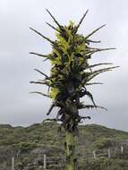 Image of Chilean Puya