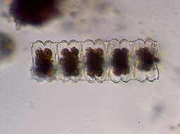 Image of Desmidium aptogonum