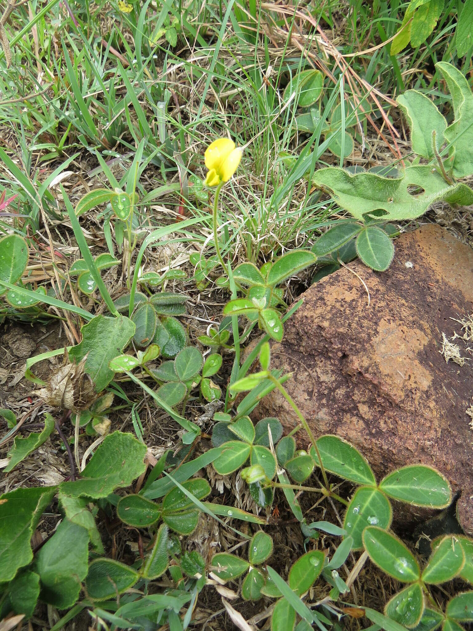 Image of Argyrolobium rotundifolium