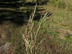 صورة Muhlenbergia glabrifloris Scribn.