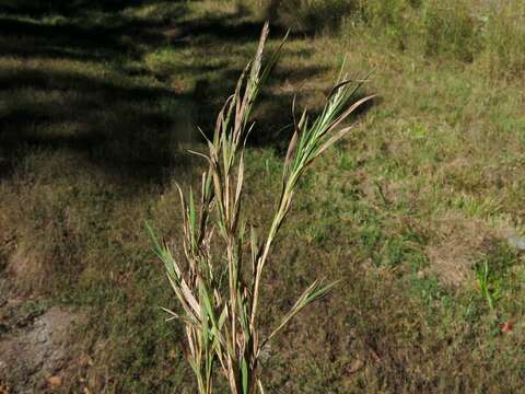 Plancia ëd Muhlenbergia glabrifloris Scribn.