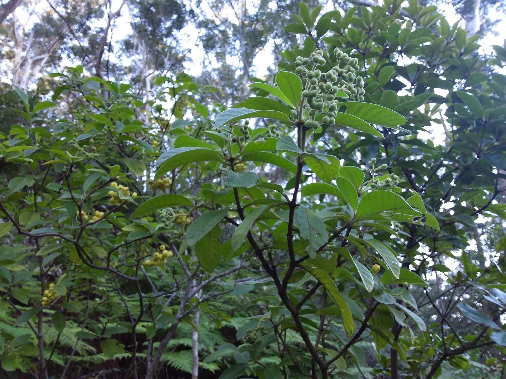 Image of Hairy Psychotria