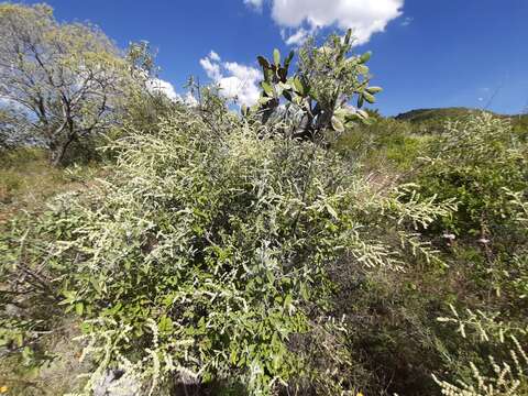 Image of Asterohyptis stellulata (Benth.) Epling