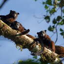 Image of Lesson's saddle-back tamarin