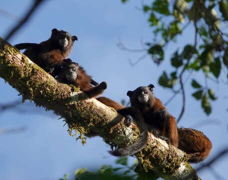 Image of Lesson's saddle-back tamarin