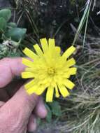 Imagem de Hieracium amplexicaule L.