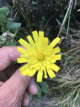 Image of Hieracium amplexicaule L.