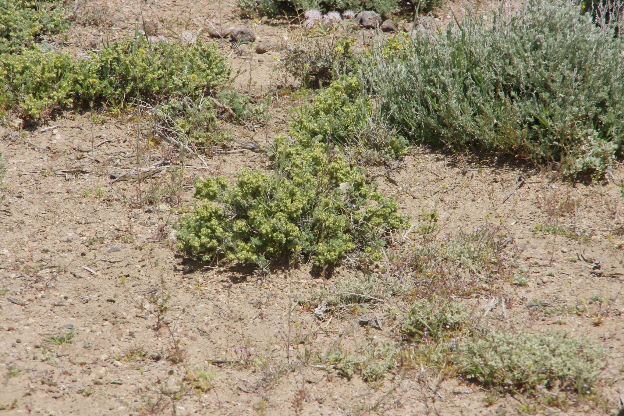 Image of bud sagebrush