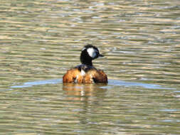 Image of White-tufted Grebe