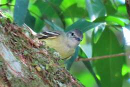 Image of White-fronted Tyrannulet