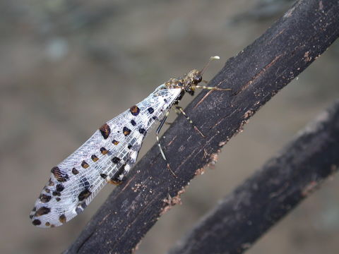 Image of <i>Periclystus aureolatus</i> Tillyard 1916