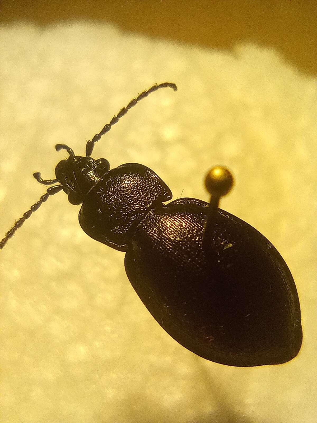 Imagem de Carabus (Archicarabus) monticola Dejean 1826