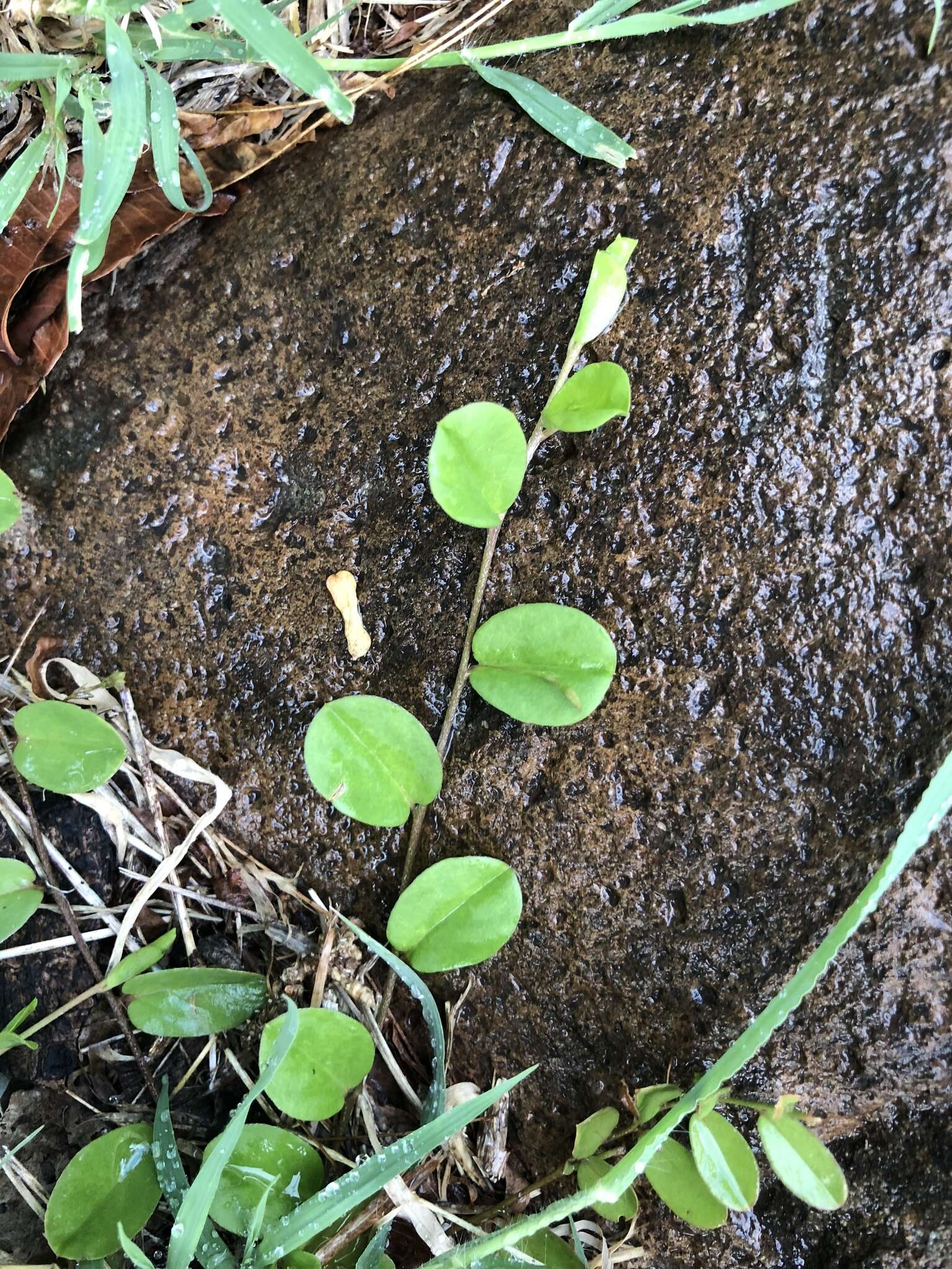 Image of Dwarf Bindweed