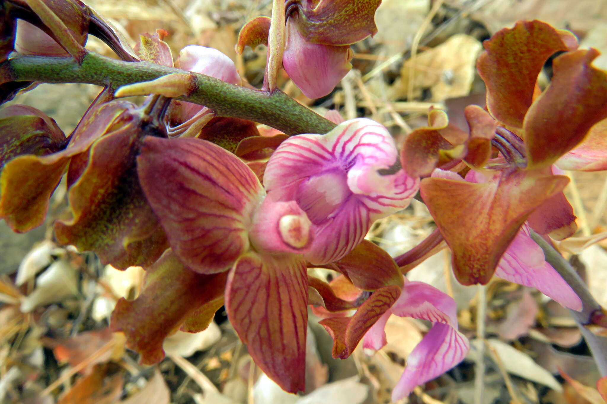 Image of Eulophia gonychila Schltr.