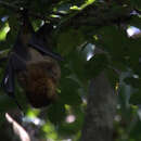 Image of Vanauatu Flying Fox