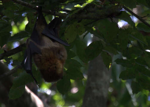 Image of Vanauatu Flying Fox