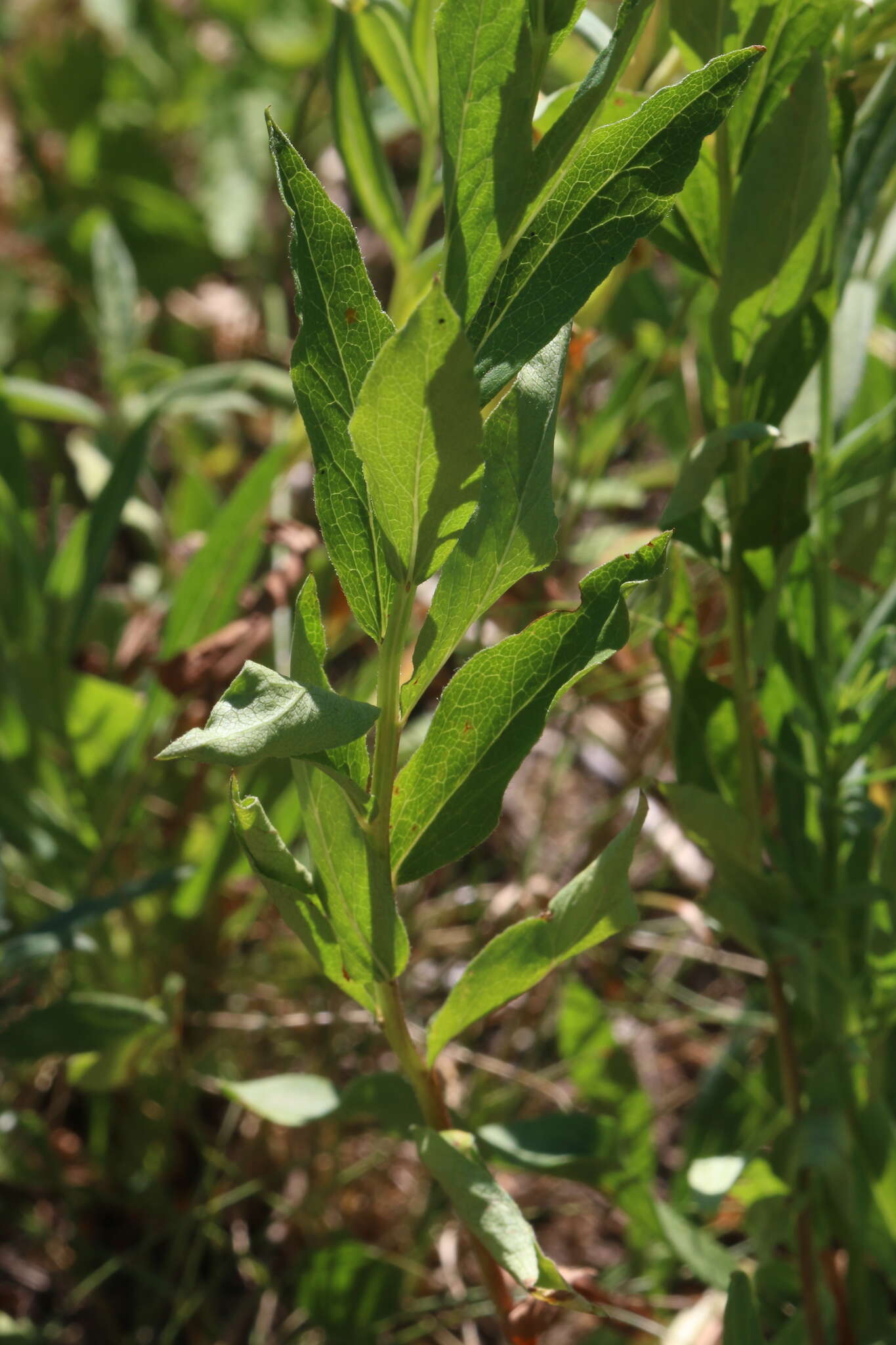 Image of Engelmann's aster