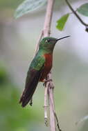 Image of Chestnut-breasted Coronet