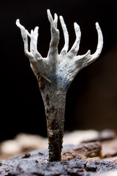 Image of Candle-snuff Fungus