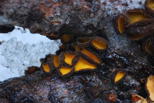 Image of Lachnellula arida (W. Phillips) Dennis 1962