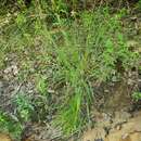 Carex mitchelliana M. A. Curtis resmi