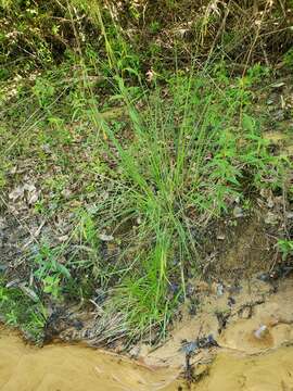 Слика од Carex mitchelliana M. A. Curtis