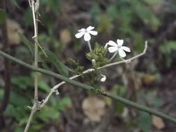 Image of wild leadwort