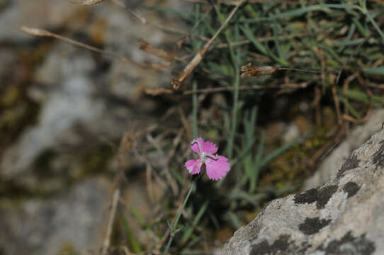 Image of cheddar pink