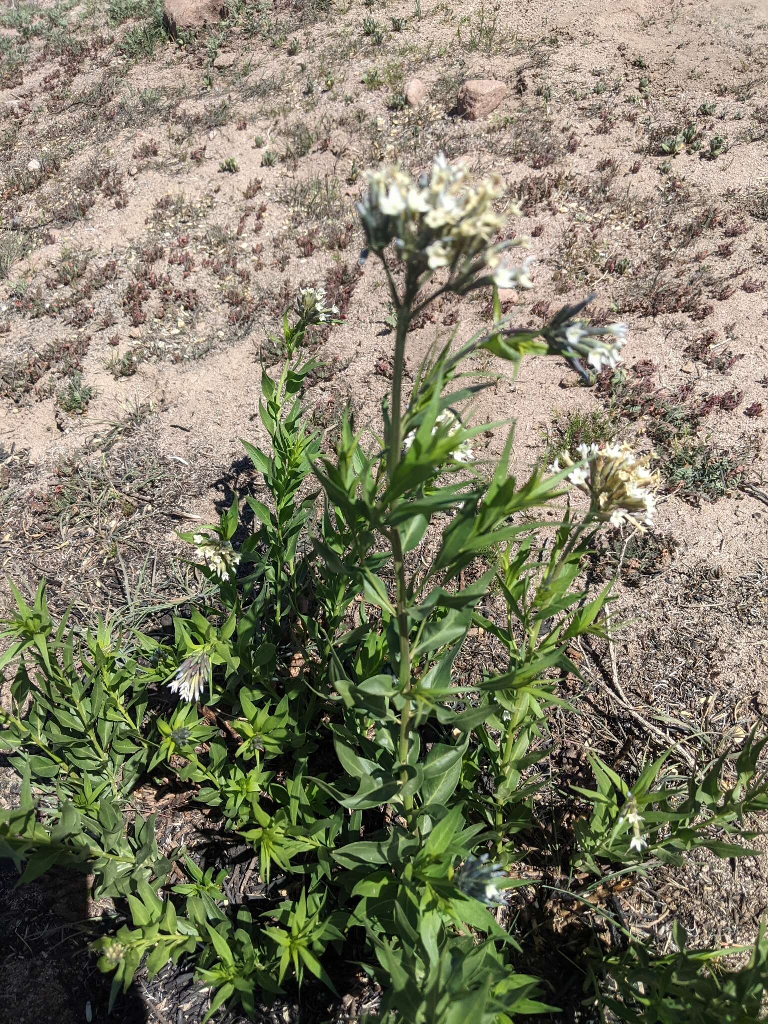 Plancia ëd Amsonia palmeri A. Gray