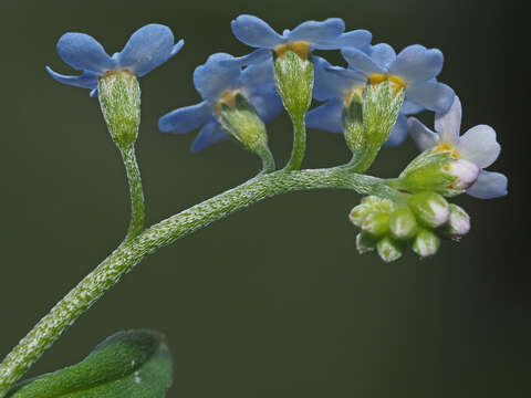 Image of Myosotis nemorosa Besser