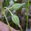 صورة Microseris douglasii subsp. douglasii