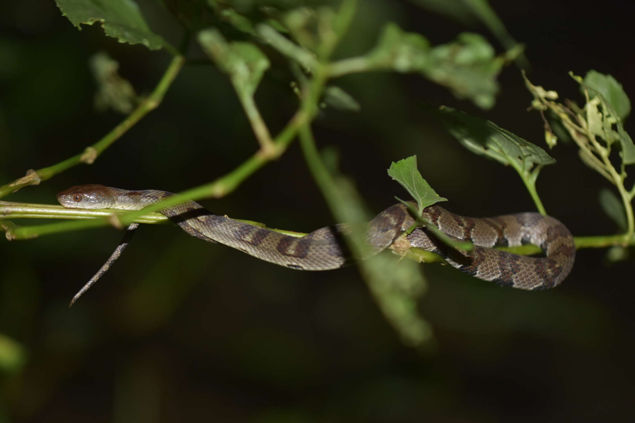 Image of <i>Trimerodytes aequifasciatus</i>