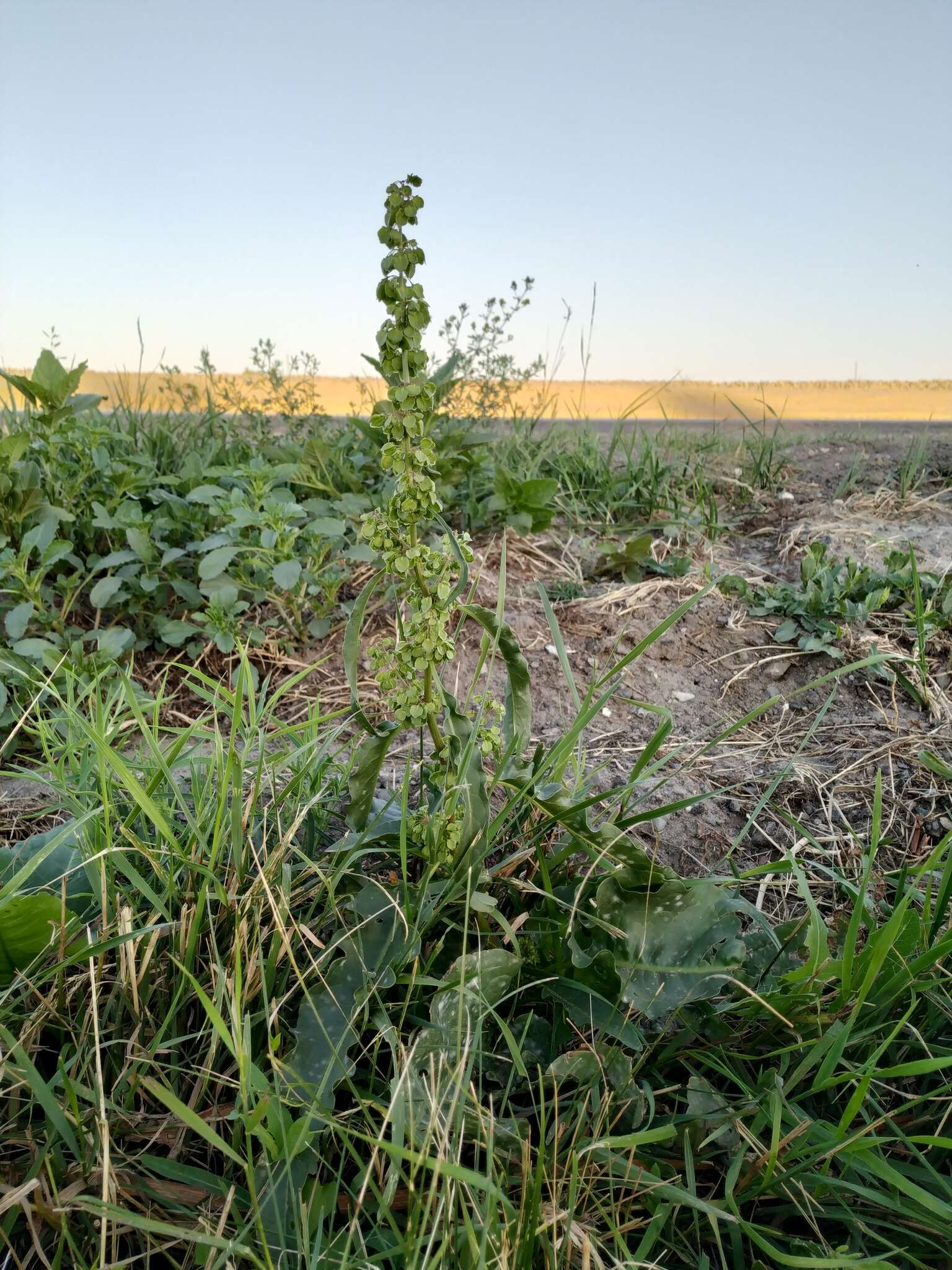 Image of Rumex patientia subsp. orientalis Danser