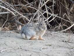 Image of Mountain Cottontail