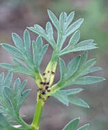 Image de Puccinia tumida Grev. 1824