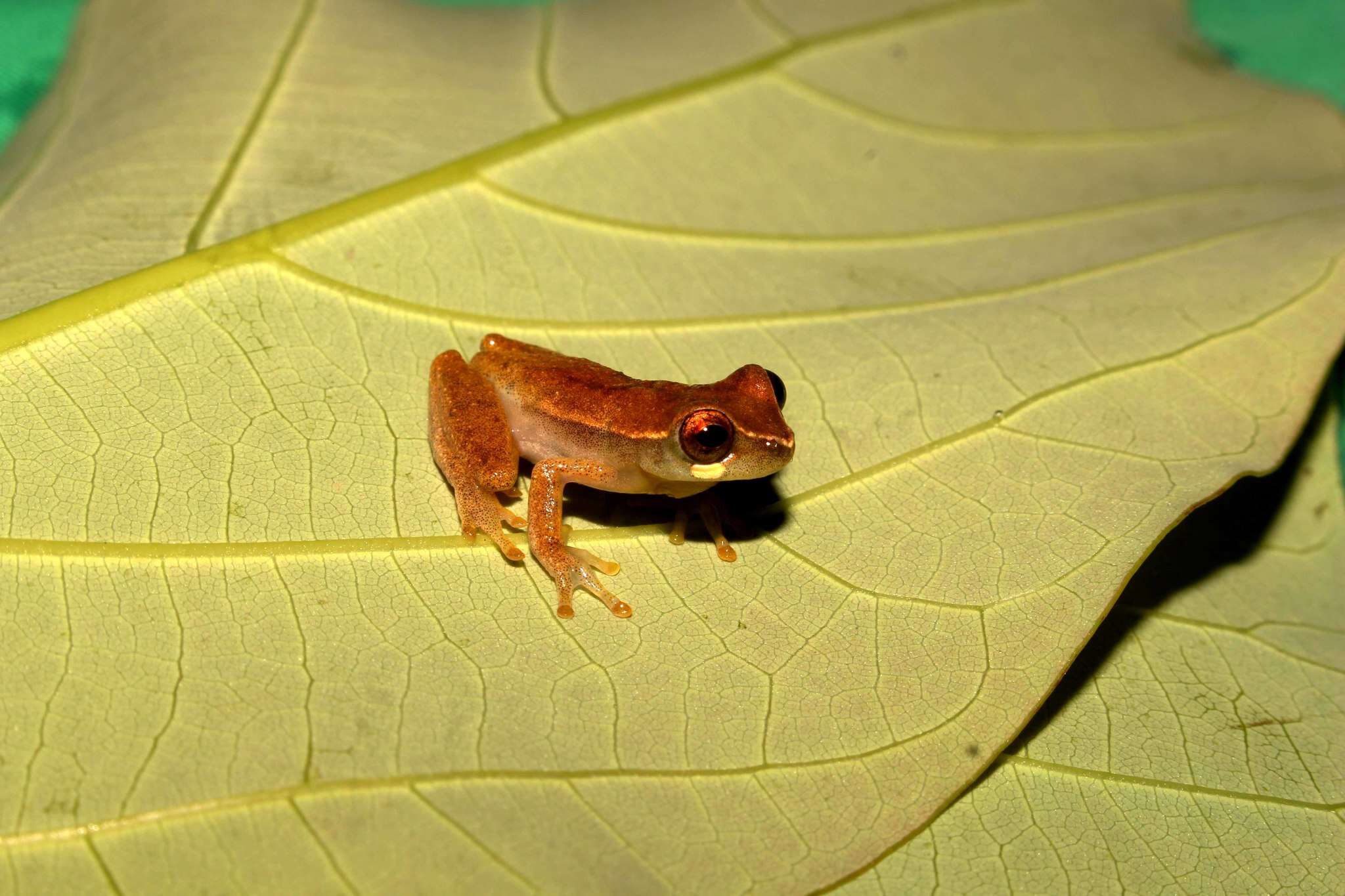 Image de Dendropsophus branneri (Cochran 1948)