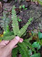 Adiantum pyramidale (L.) Willd.的圖片