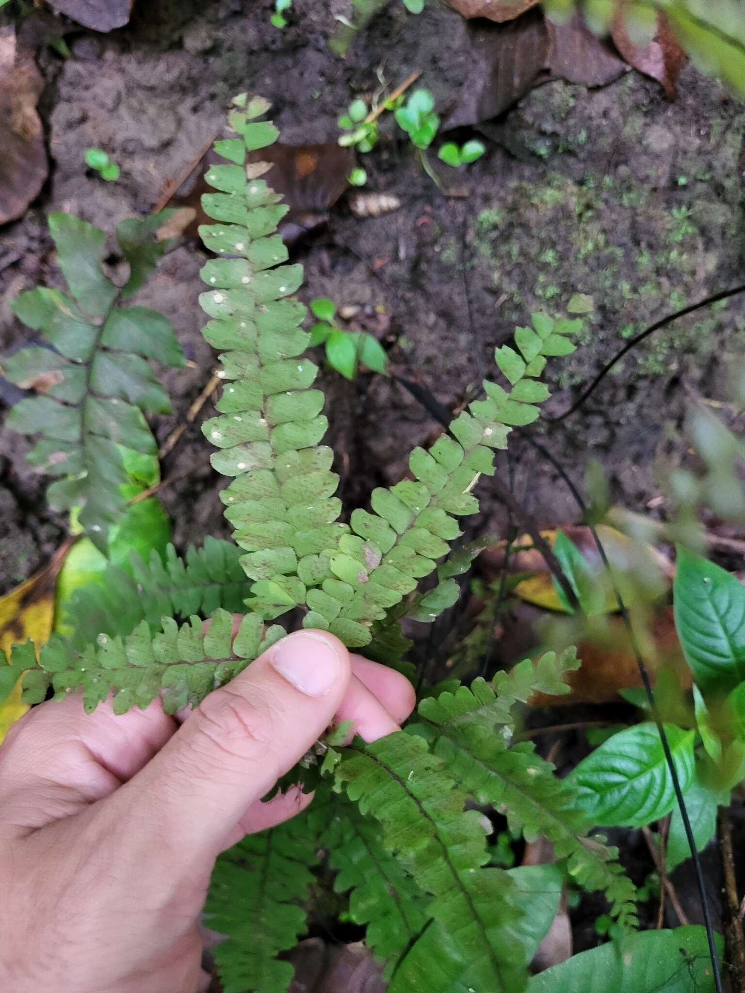 Imagem de Adiantum pyramidale (L.) Willd.