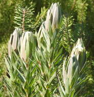 Plancia ëd Protea coronata Lam.