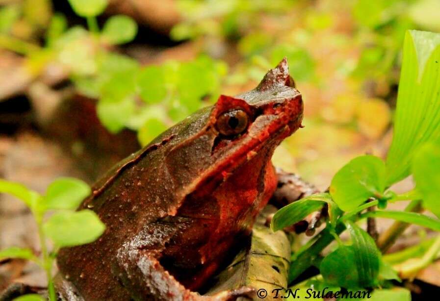 Image of Horned Frog