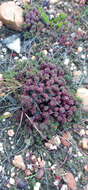 Image of Limonium kraussianum (Buchinger ex Boiss.) Kuntze