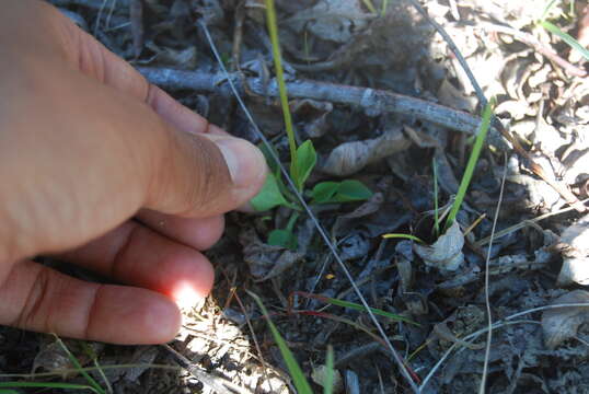 Image of Kotzebue's Grass-of-Parnassus