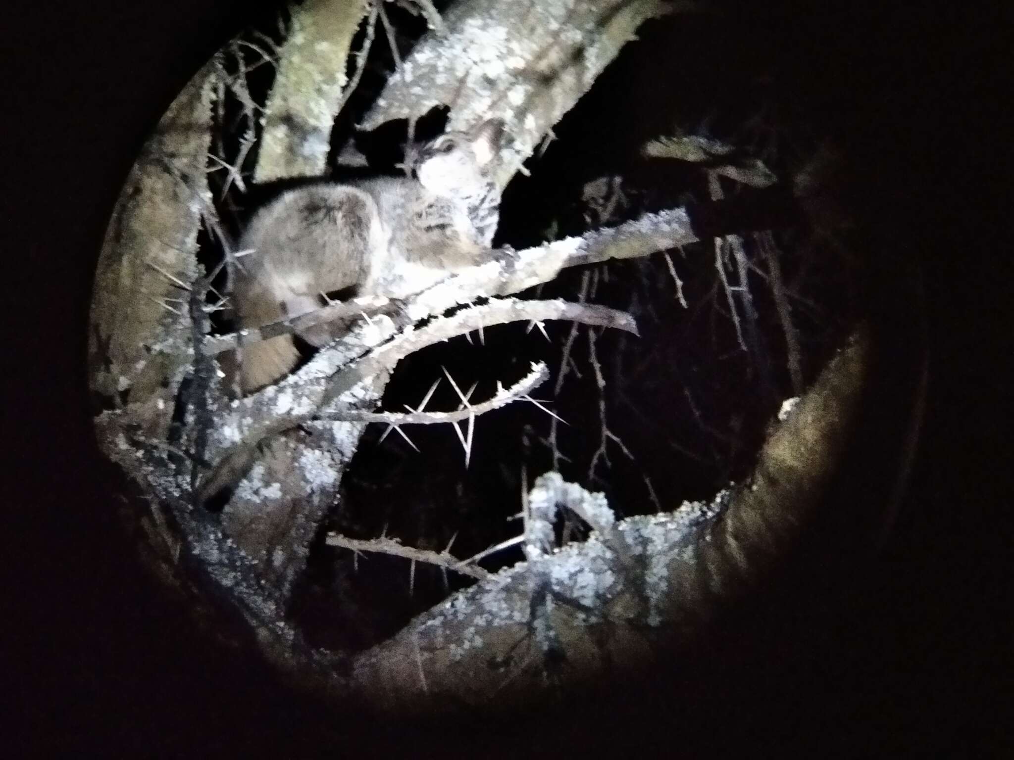 Sivun Paksuhäntägalago kuva
