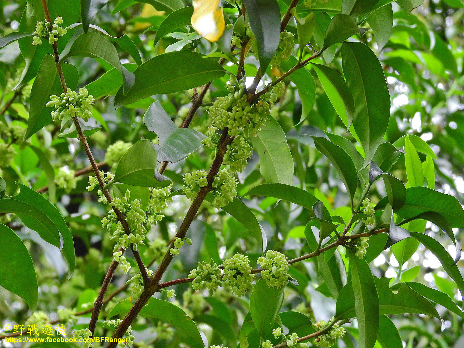 Image of Diplospora dubia (Lindl.) Masam.