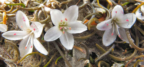 Image of Montia angustifolia Heenan