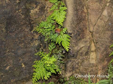 Image de Odontosoria biflora (Kaulf.) C. Chr.